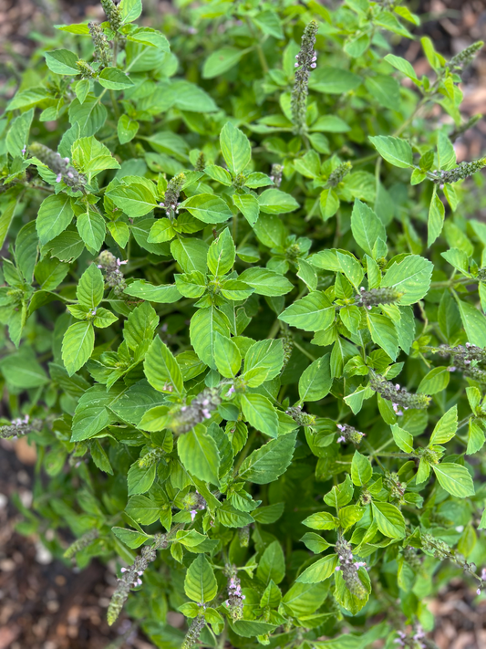 Holy Basil