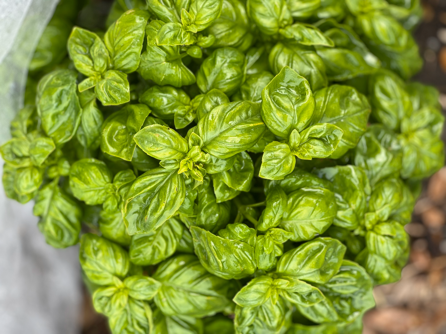 Pesto Basil