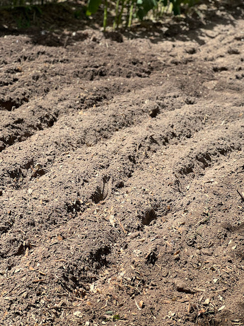 Black Gold Top Soil