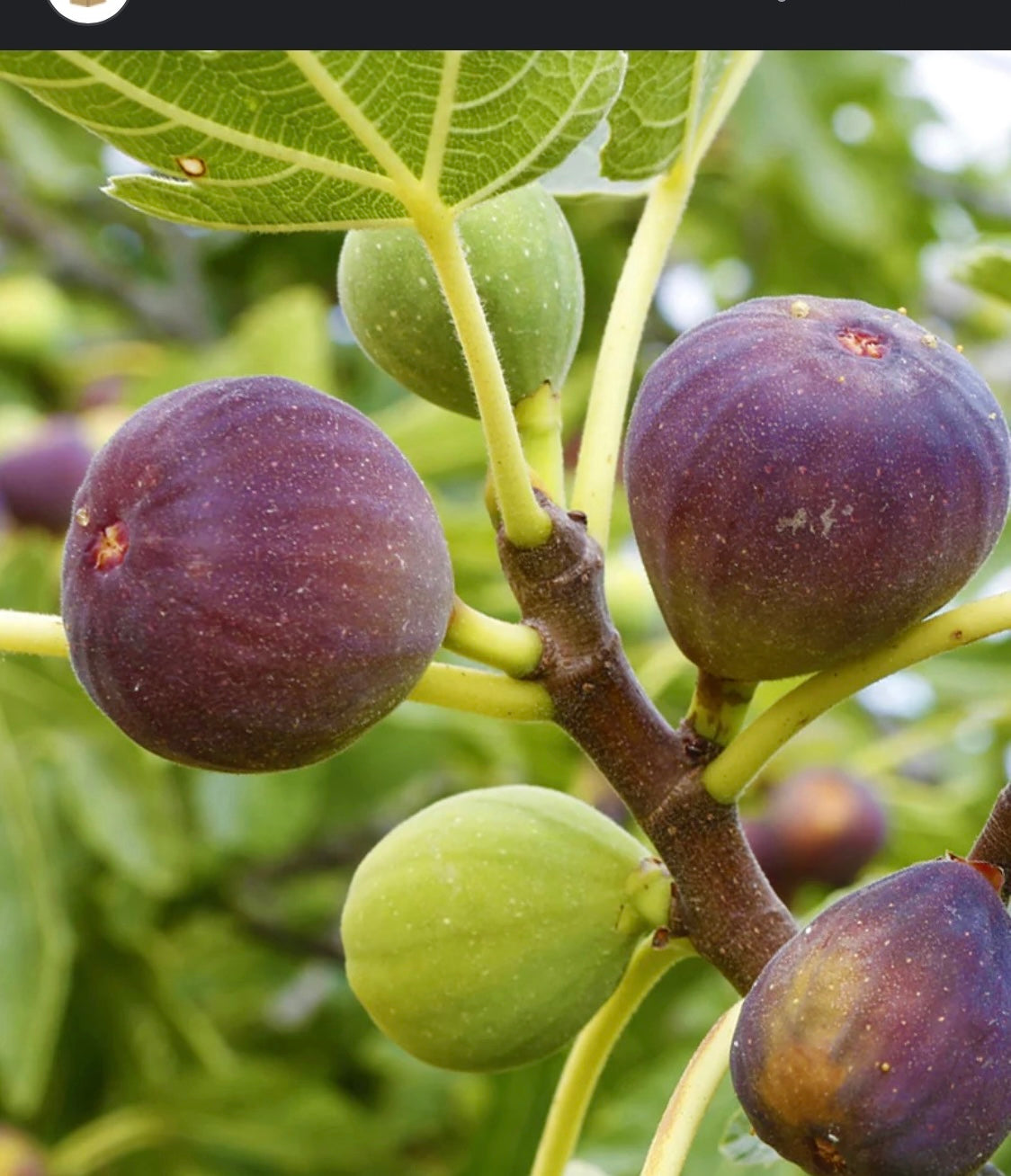 Brown Turkey Fig Trees